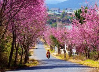 Du lịch Đà Lạt mùa nào đẹp nhất