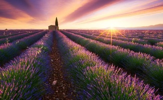 Thành phố Provence nước Pháp nơi trồng nhiều loài hoa Oải hương nhất nước Pháp