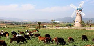 Điểm đến lãng mạn cho các cặp đôi du lịch Đà Lạt - Dalat Milk farm